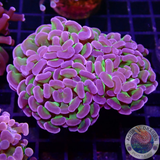 Euphyllia baliensis „Hologramm“