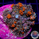 Rhodactis spp. „Freaky Bounce“ WYSIWYG
