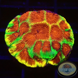 Favia spp. „Chemical Warfare“ WYSIWYG