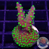 Acropora nana “Starry” WYSIWYG