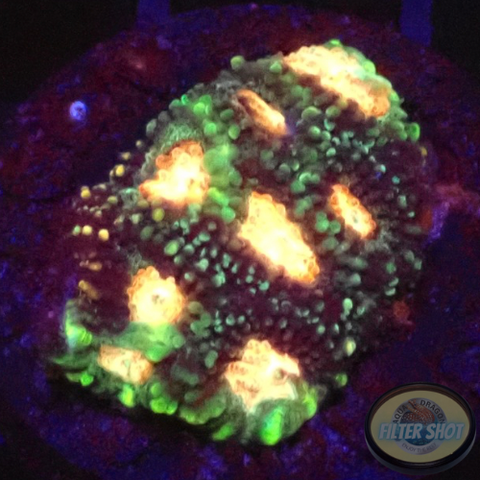 Favia spp. „Elysium“ WYSIWYG