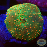 Discosoma spp. „Dotty“