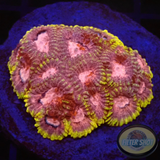 Favia spp. „Tranquility“ WYSIWYG