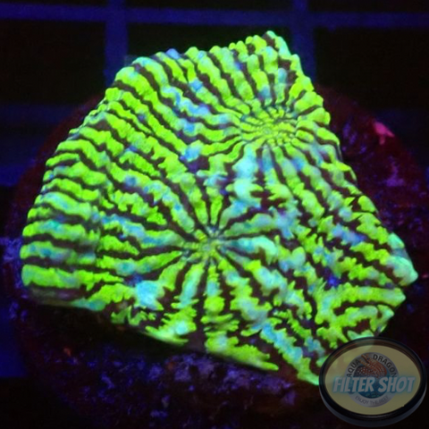 Echinophyllia spp. „Hypnotic Zombie“ WYSIWYG „AD Special“