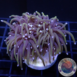 Euphyllia glabrescens „Raw“ AD Special