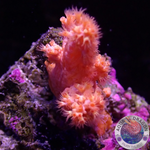 Dendronephthya spp. „Blossom“
