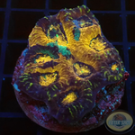 Acanthastrea echinata „Ink Splash“ WYSIWYG „AD Special“