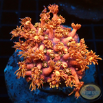 Goniopora spp. „Tequila Sunrise“ WYSIWYG