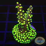 Acropora nana “Starry” WYSIWYG