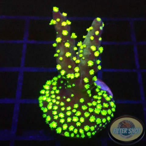 Acropora nana “Starry” WYSIWYG