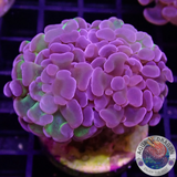 Euphyllia baliensis „Voodoo Child“