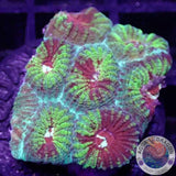 Favia spp. „Mayan Temple“ AD Special“