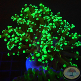 Euphyllia paradivisa „Toxic Frog“ WYSIWYG