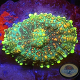 Rhodactis spp. „Constellation“ WYSIWYG