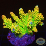 Acropora divaricata „Mango Garden“ WYSIWYG