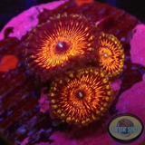 Krustenanemonen „Devils Armor“ WYSIWYG