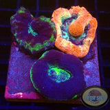 Homohyllia bowerbanki „Trio Bowie“ WYSIWYG „AD Special“