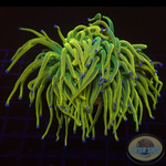 Euphyllia glabrescens „Holy Rapunzel“ WYSIWYG
