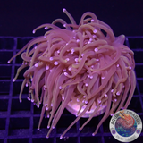 Euphyllia glabrescens „Goldy“ AD Special