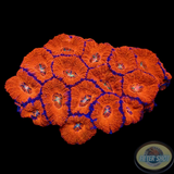 Micromussa spp. „Superman“ WYSIWYG „AD Special“