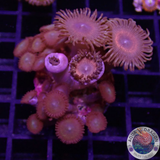 Krustenanemonen „Mixi Daisy“ WYSIWYG