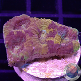 Acanthastrea echinata „Pumpkin Patch“ WYSIWYG „AD Special“