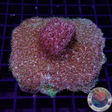 Lithopyllon spp. „Toxic“ WYSIWYG