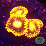 Krustenanemonen „Tequila Sunrise“