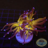 Euphyllia glabrescens 🐯 „Holy Tiger“ WYSIWYG