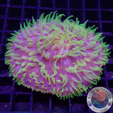Fungia spp. „Freaky“ WYSIWYG „AD Special“