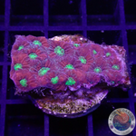 Favites spp. „Pentagona“ WYSIWYG