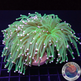 Euphyllia glabrescens „Jumbo Candy“ WYSIWYG „AD Special“