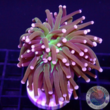 Euphyllia glabrescens „Hellraiser“