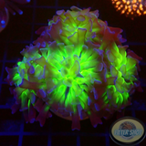 Euphyllia paraancora „Ink Splash“