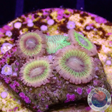 Krustenanemonen „Lemon Heads & Pavona“ WYSIWYG „AD Special“