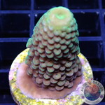 Acropora spp. WYSIWYG