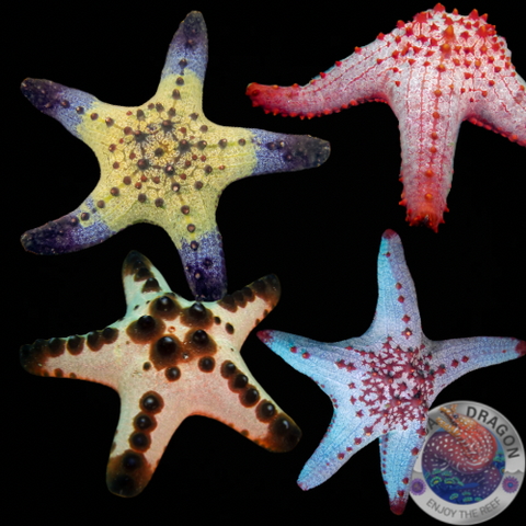 Pentaceraster alveolatus „Walzen-Seestern“