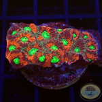 Favites spp. „Pentagona“ WYSIWYG