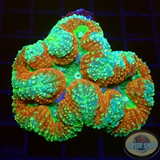 Symphyllia spp. „Forest Crown“ WYSIWYG