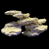 The Polyp Pros Reef Scape #2