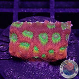 Favia spp. “Spicy Lemon” AD Special