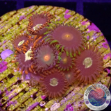 Krustenanemonen „Mixi Daisy“ WYSIWYG