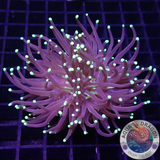 Euphyllia glabrescens „Riddle“ AD Special