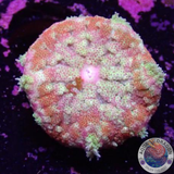 Stichodactyla tapetum WYSIWYG