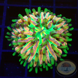 Fungia spp. „Rainbow“