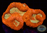 Homophyllia bowerbanki „Lipstick“ WYSIWYG