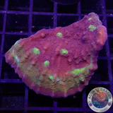 Echinophyllia spp. „Lady Dino“ AD Special