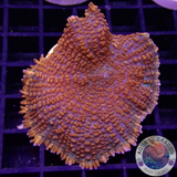 Rhodactis spp. „Forest Fire“ WYSIWYG