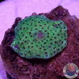 Discosoma spp. „Toxic Leo“ WYSIWYG