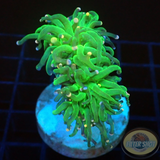 Euphyllia glabrescens „She Hulk“ AD Special